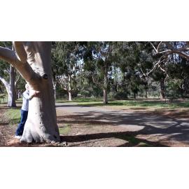 The comfort of trees