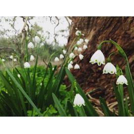 Snowdrops