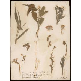 Billiatt's botanical specimens